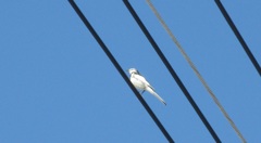 電線の上のセキレイ①