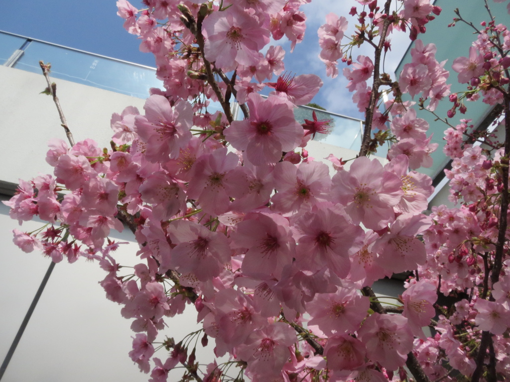 博多シティ屋上の桜　②