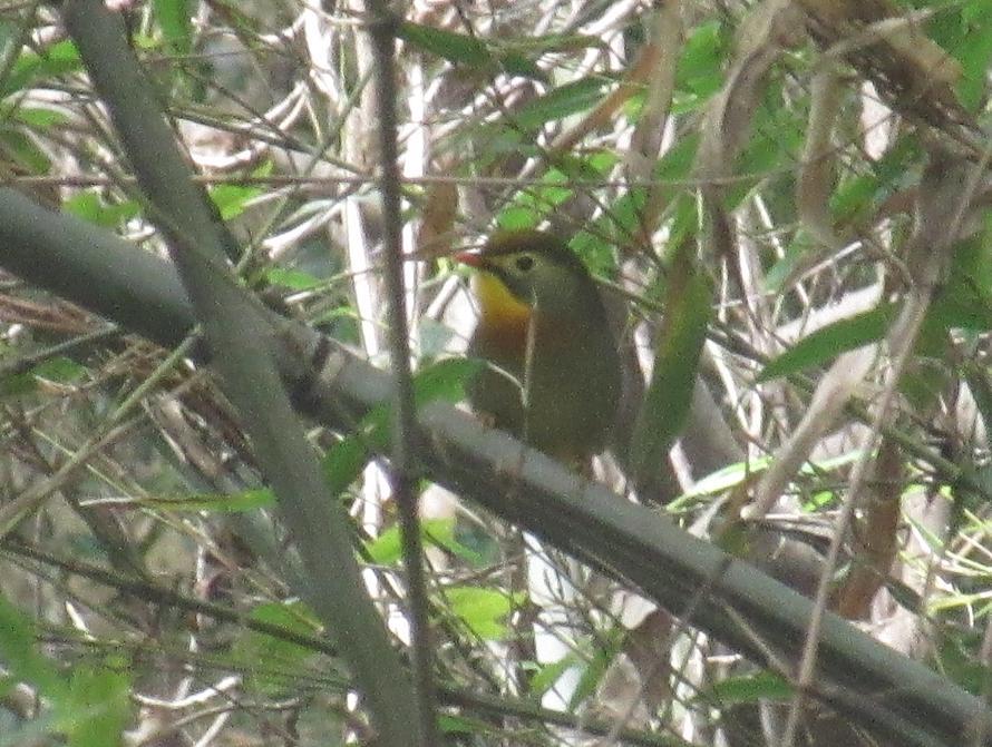 ソウシチョウ　①