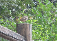 公園で見かけた小鳥　①