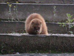 偶然遭遇したイタチ　②