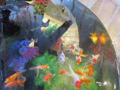 水槽と金魚②