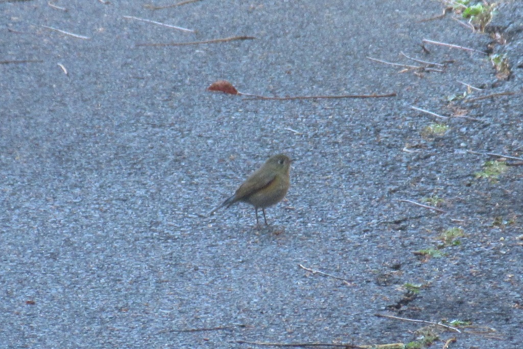 路上のジョウビタキ