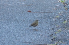 路上のジョウビタキ