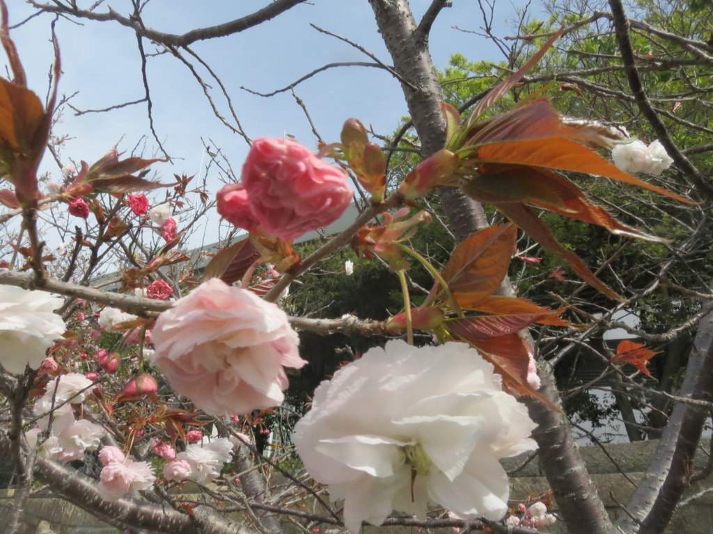 福岡の桜　②