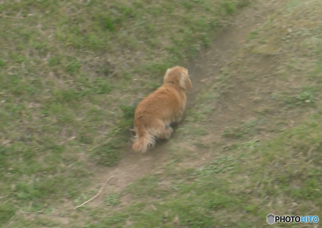 山頂を走るワンちゃん