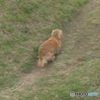 山頂を走るワンちゃん