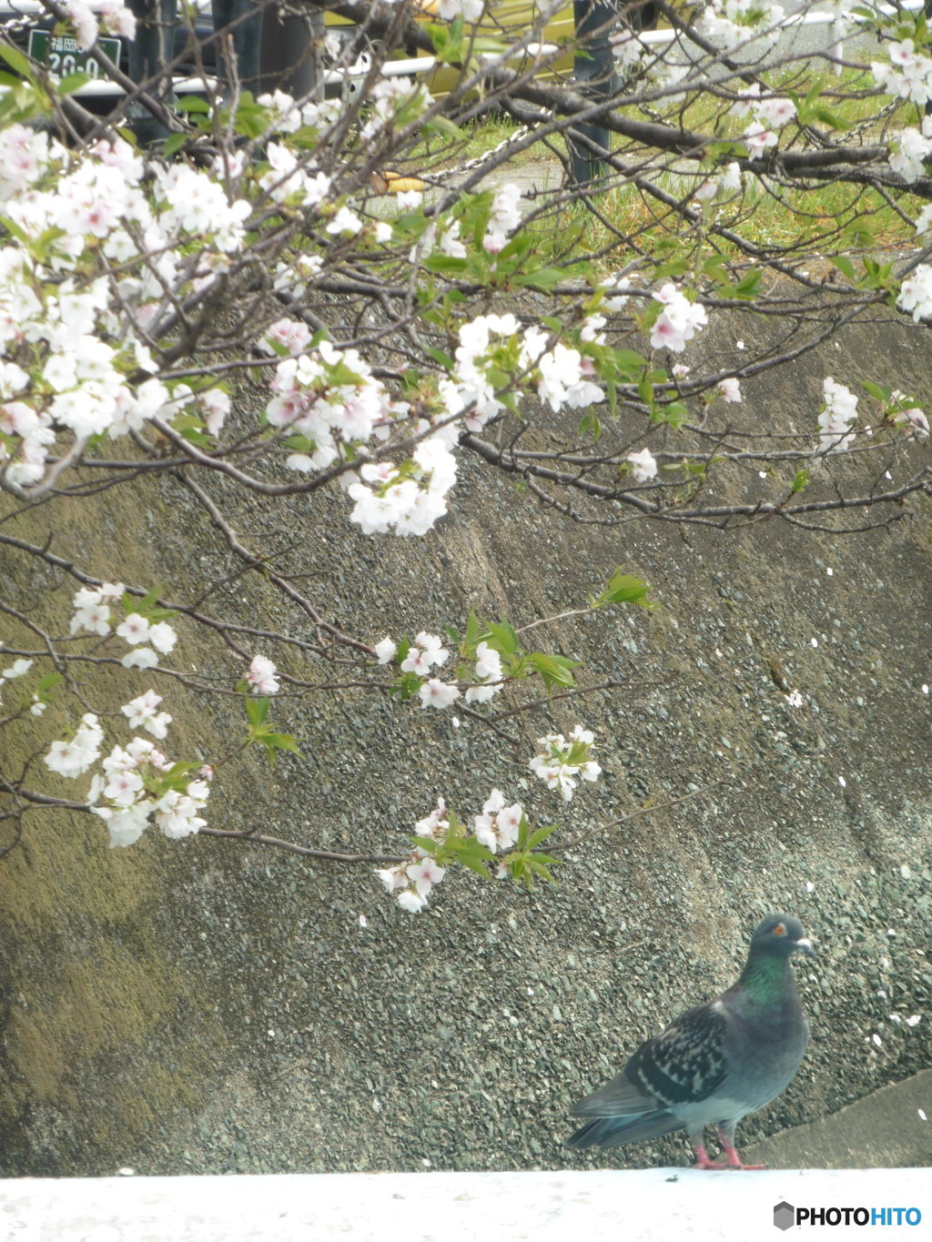 桜とハトのコラボ