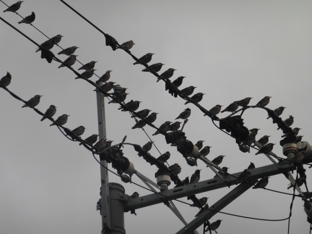 電線の上に群がるムクドリ②