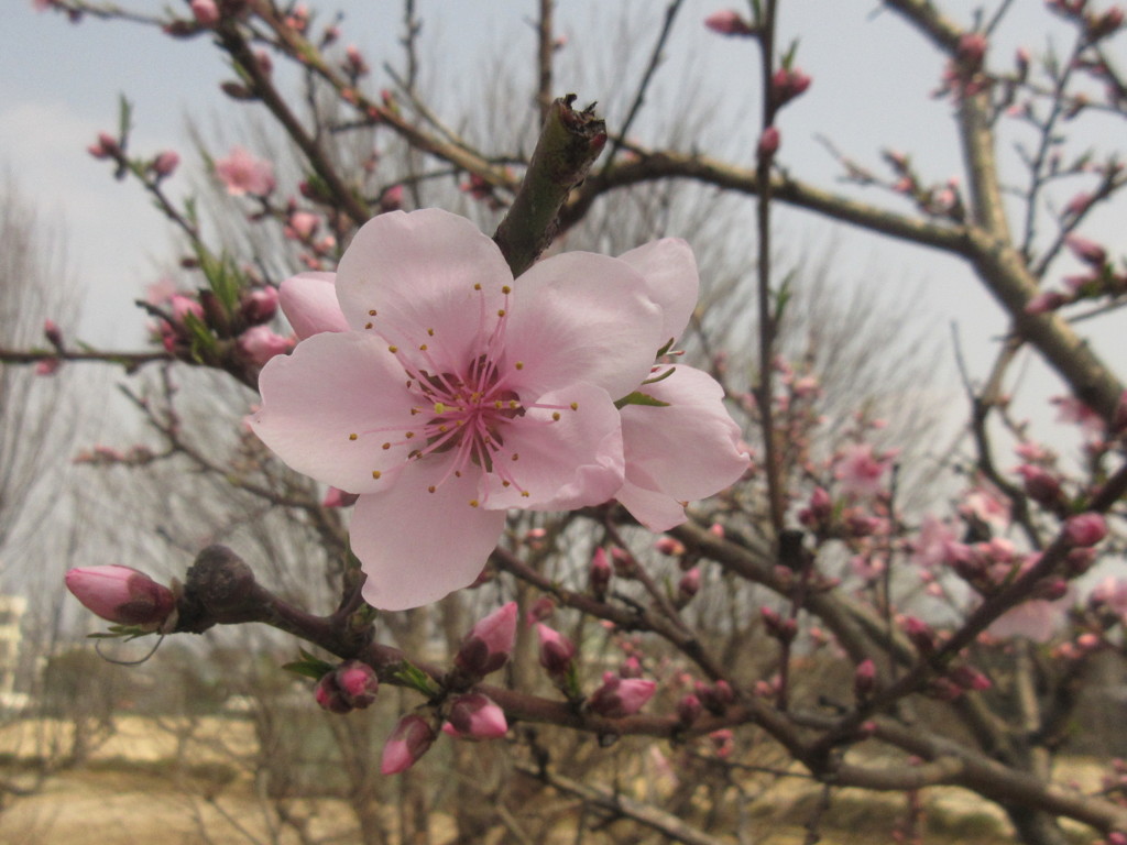 お花見日和　⑩