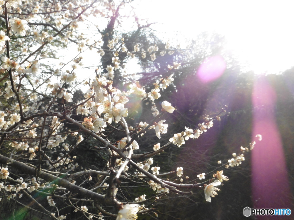 桜と日差し③