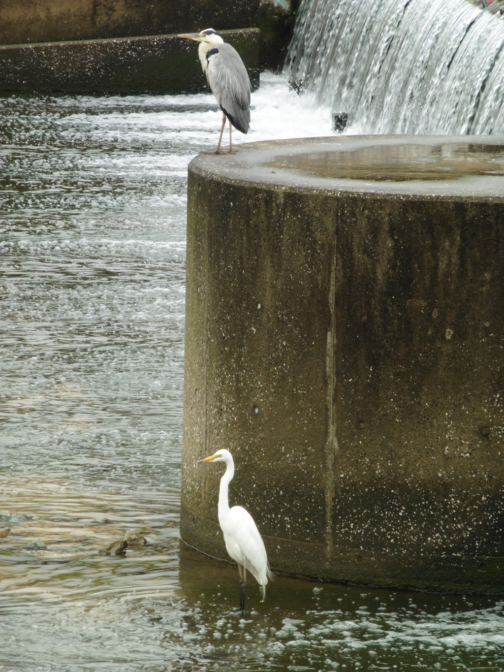 川にたたずむサギ①