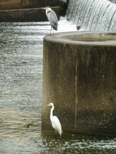 川にたたずむサギ①