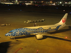 ジンベエ到着②