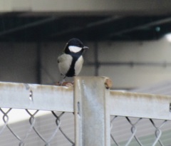 街中で見かけたシジュウカラ　①