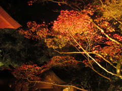 ライトアップ⑥