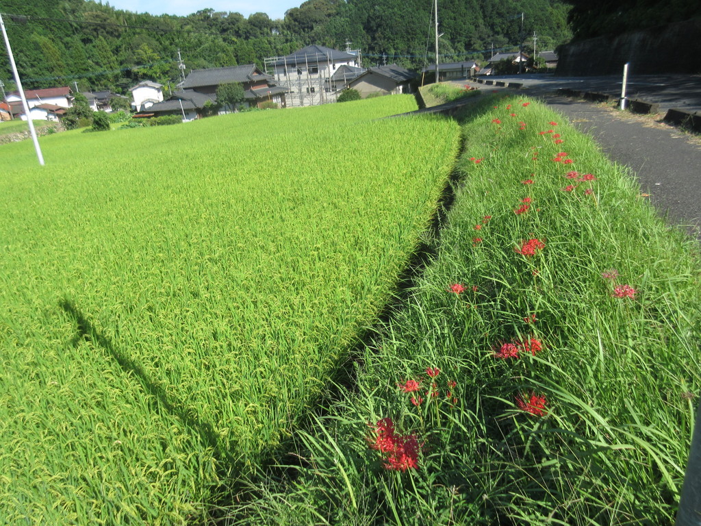 田んぼと彼岸花②