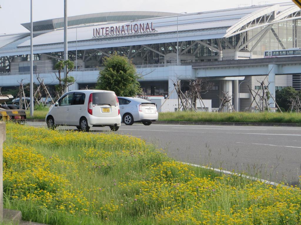 黄色の花が咲き誇る福岡空港
