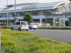 黄色の花が咲き誇る福岡空港