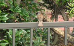 わずかにこちらを見てるスズメ