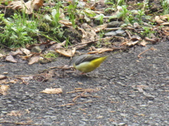 田舎のキセキレイ　①