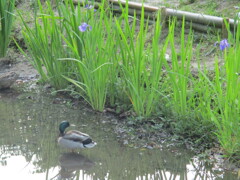 鴨と自然