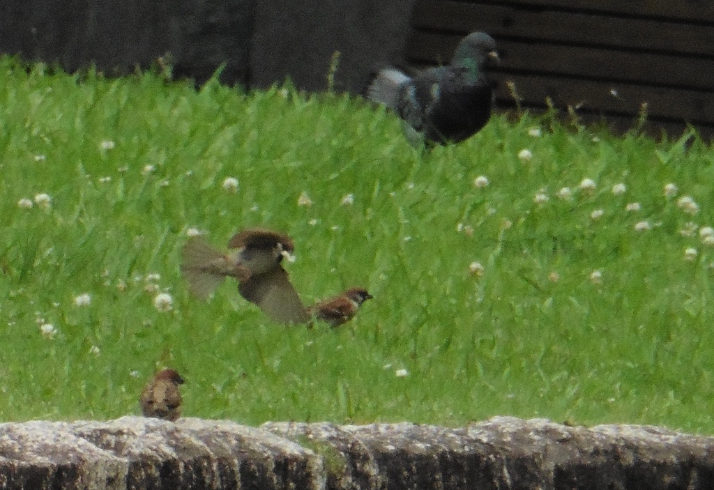 飛ぶスズメ③