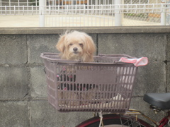 飼い主を待つワンちゃん