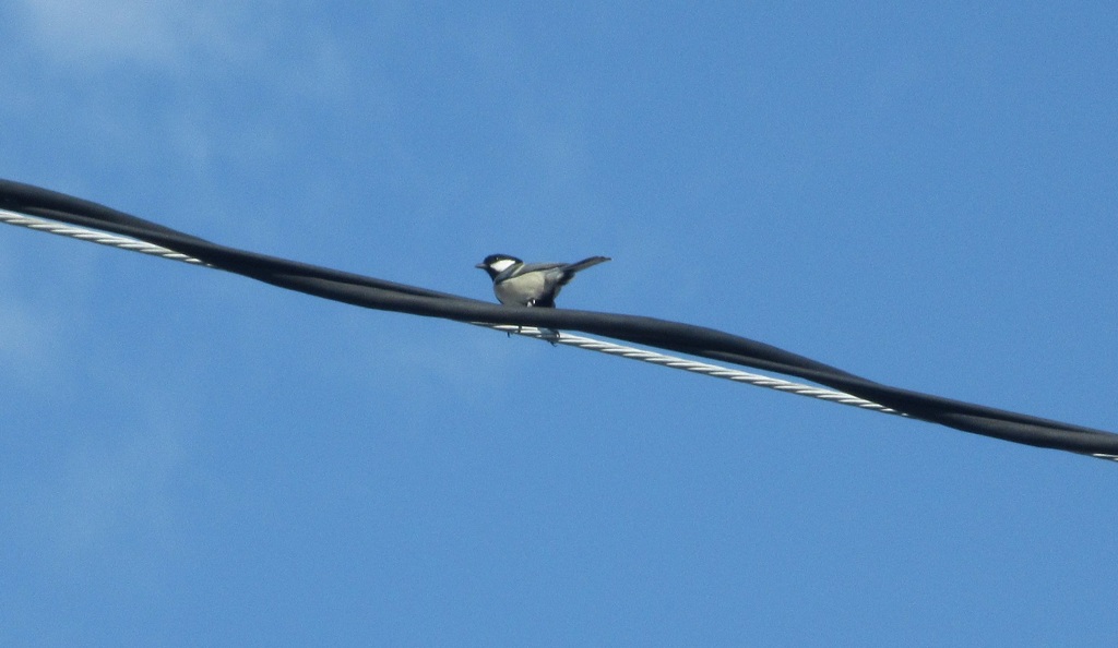 電線の上のシジュウカラ