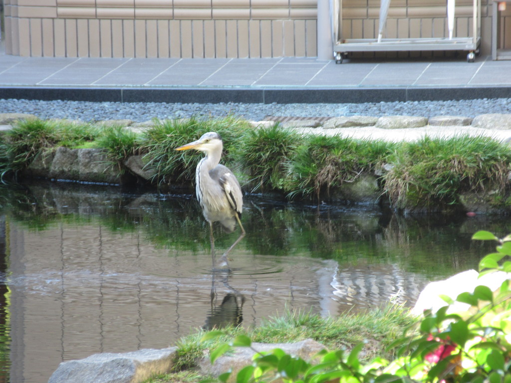 池のそばにたたずむサギ　③