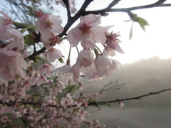 山頂の桜①
