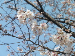 晴れた日のお花見①