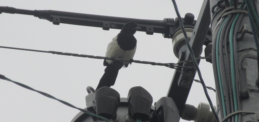 電線の上のカササギ