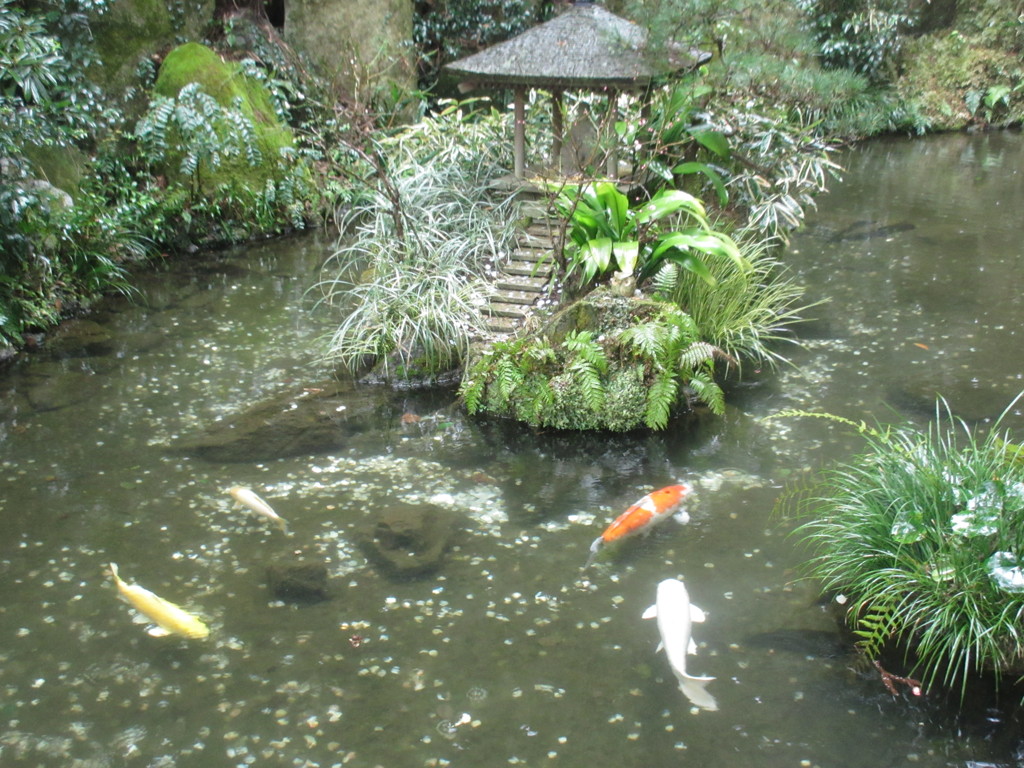 池を泳ぐ鯉の光景②