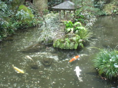 池を泳ぐ鯉の光景②
