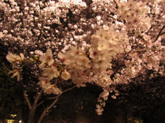 夜桜　⑤