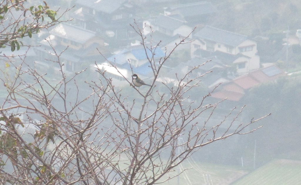 枝の上のシジュウカラ