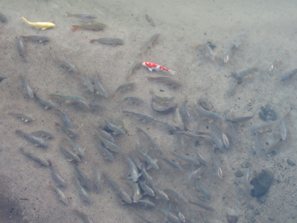 川を泳ぐ鯉の群れ