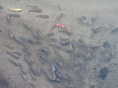 川を泳ぐ鯉の群れ