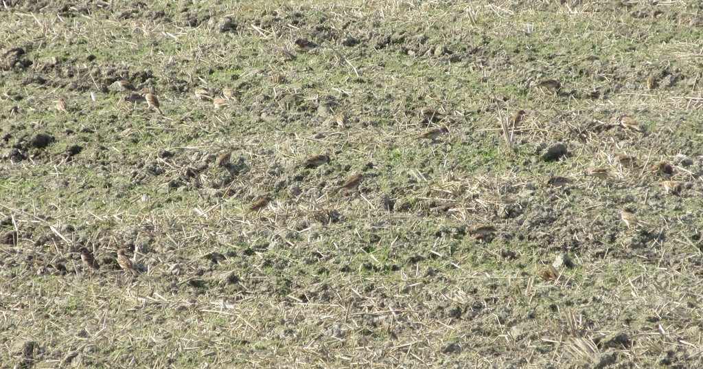 畑の上で餌を探すスズメたち