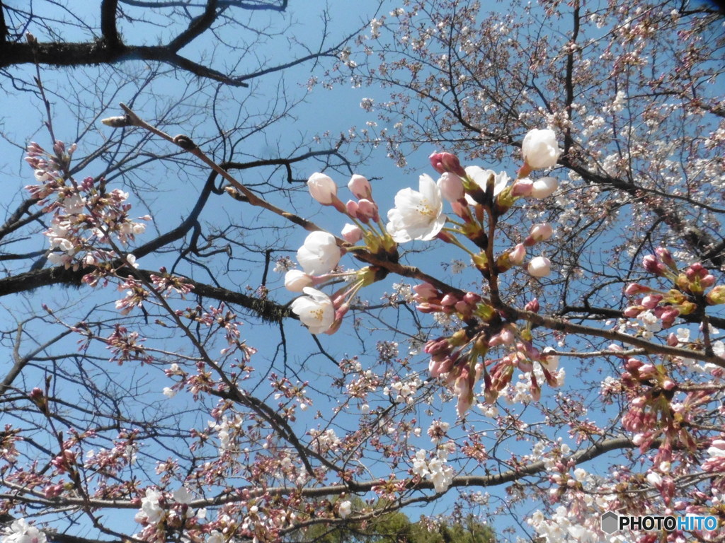 晴れた日のお花見②