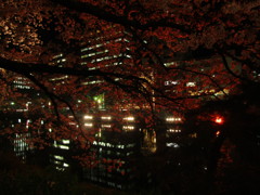 夜桜　福岡の舞鶴公園にて　⑤