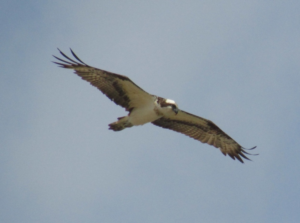 海岸上空を飛んでいたミサゴ