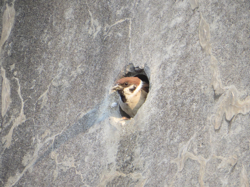 排水パイプの中から顔を見せるスズメ