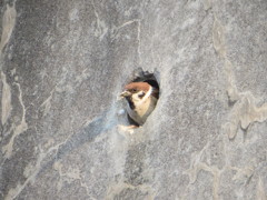 排水パイプの中から顔を見せるスズメ