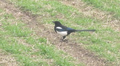 野原を歩きまわるカササギ