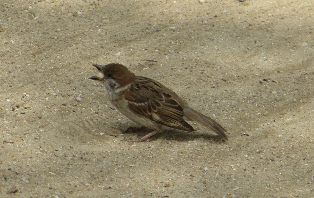 餌をほおばるスズメ