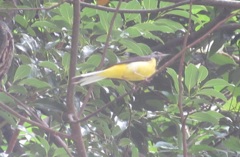 おなかの黄色い鳥