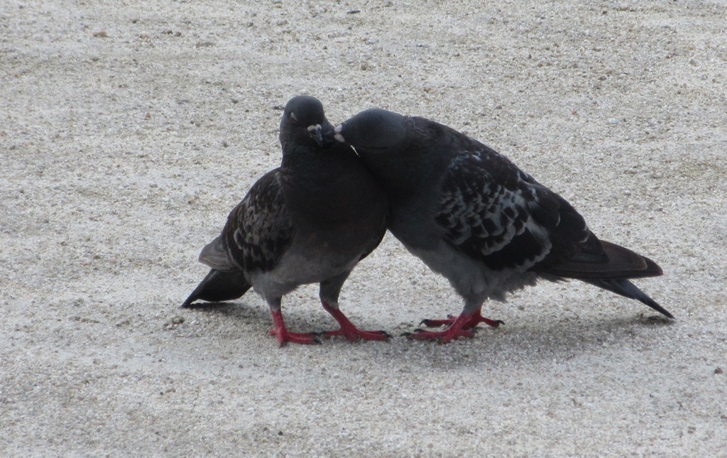 二匹の鳩①