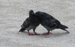 二匹の鳩①